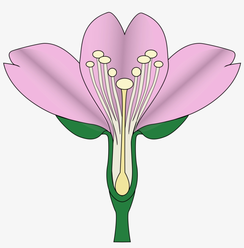 Open - Cherry Blossom Diagram, transparent png #880976