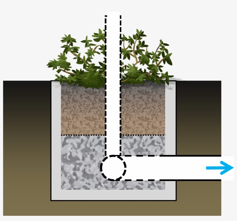 File - Planter - Tree, transparent png #881380