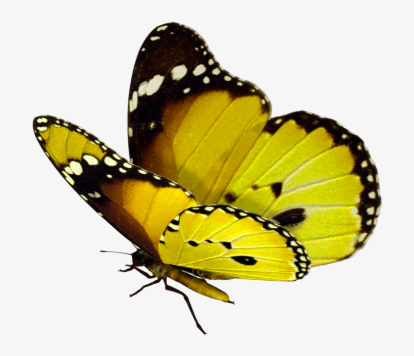 Yellow Butterfly Png - Purple And Pink Butterfly Png, transparent png #881459