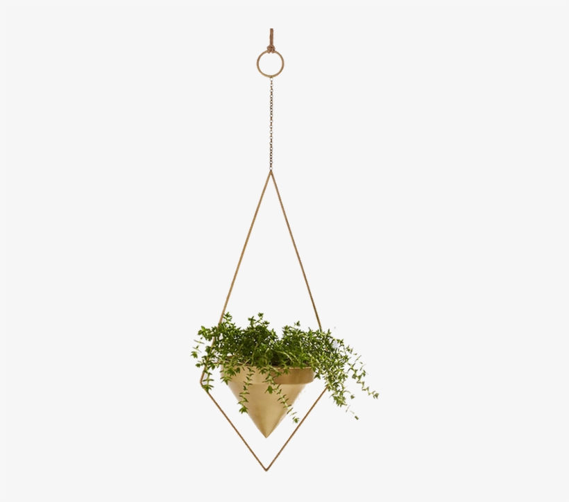 Hanging Indoor Plants, transparent png #881619