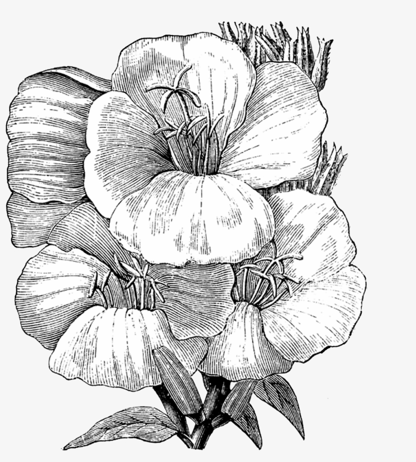 Free Vintage Digital Stamp - Illustration, transparent png #881675