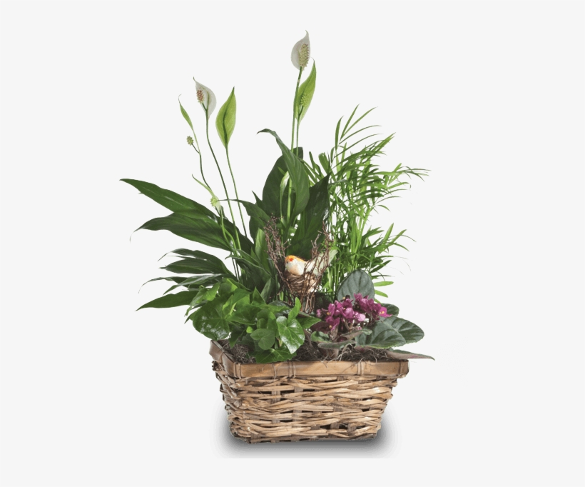 Songbird Planter, Modest - Dish Garden, transparent png #881921