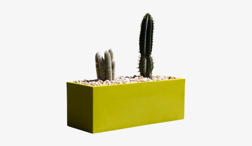 The Chic And Trendy Wall Planter - San Pedro Cactus, transparent png #882603