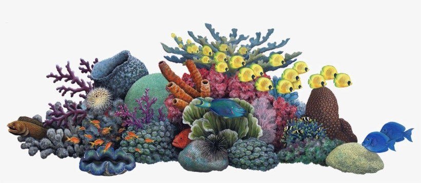 Coral Png Banner Library Stock - Coral Reef Clipart Png, transparent png #883335