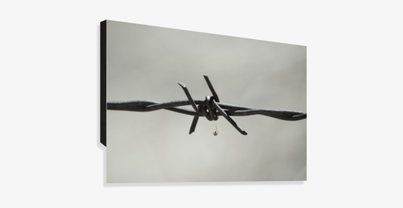 Spider On Barbed Wire In Black And White Canvas Print - Barbed Wire, transparent png #883577