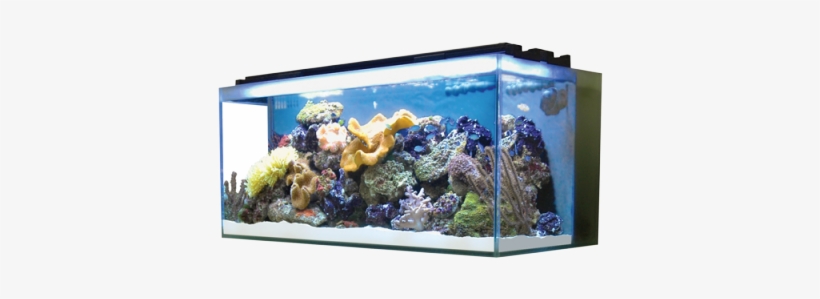 Designed With Clean Lines And A Contemporary Finish, - Fluval Reef M90, transparent png #883615