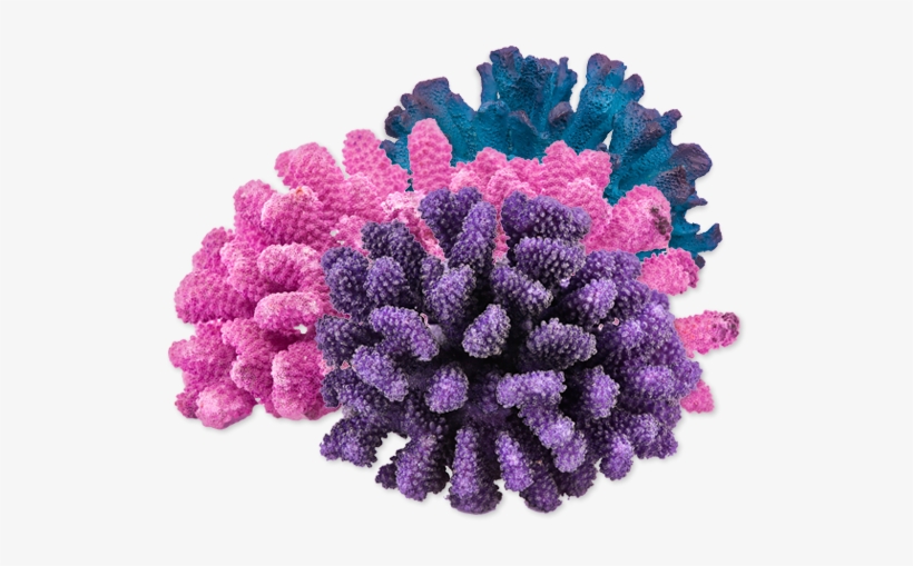 Marine Aquariums Saltwater Fish - Heroes Of Australian Science: Plant And Animal Conservation, transparent png #883640