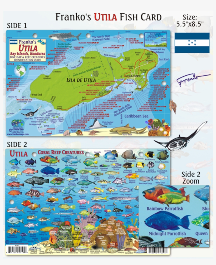 Franko Maps Utila Coral Reef Dive Creature Guide - Franko Maps Utila Honduras Reef Creatures Card, transparent png #883929