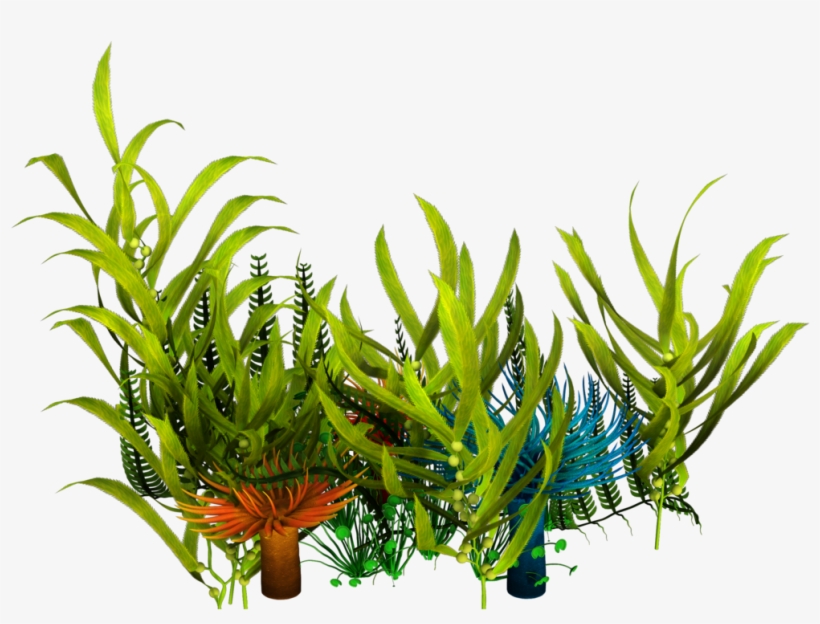 Underwater Seaweed Png, transparent png #884054