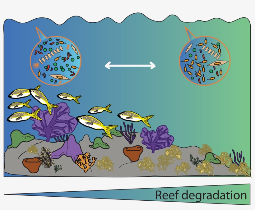 Diagram - Coral, transparent png #884117