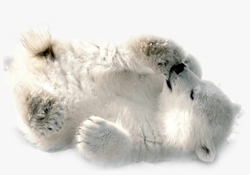 Polar Bear Baby Playing - Polar Bears Png, transparent png #886466
