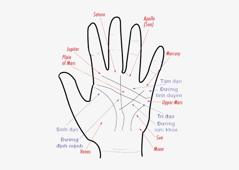 Bói Chỉ Tay, Bói Đường Chỉ Tay - Palm Reading Guide, transparent png #887271