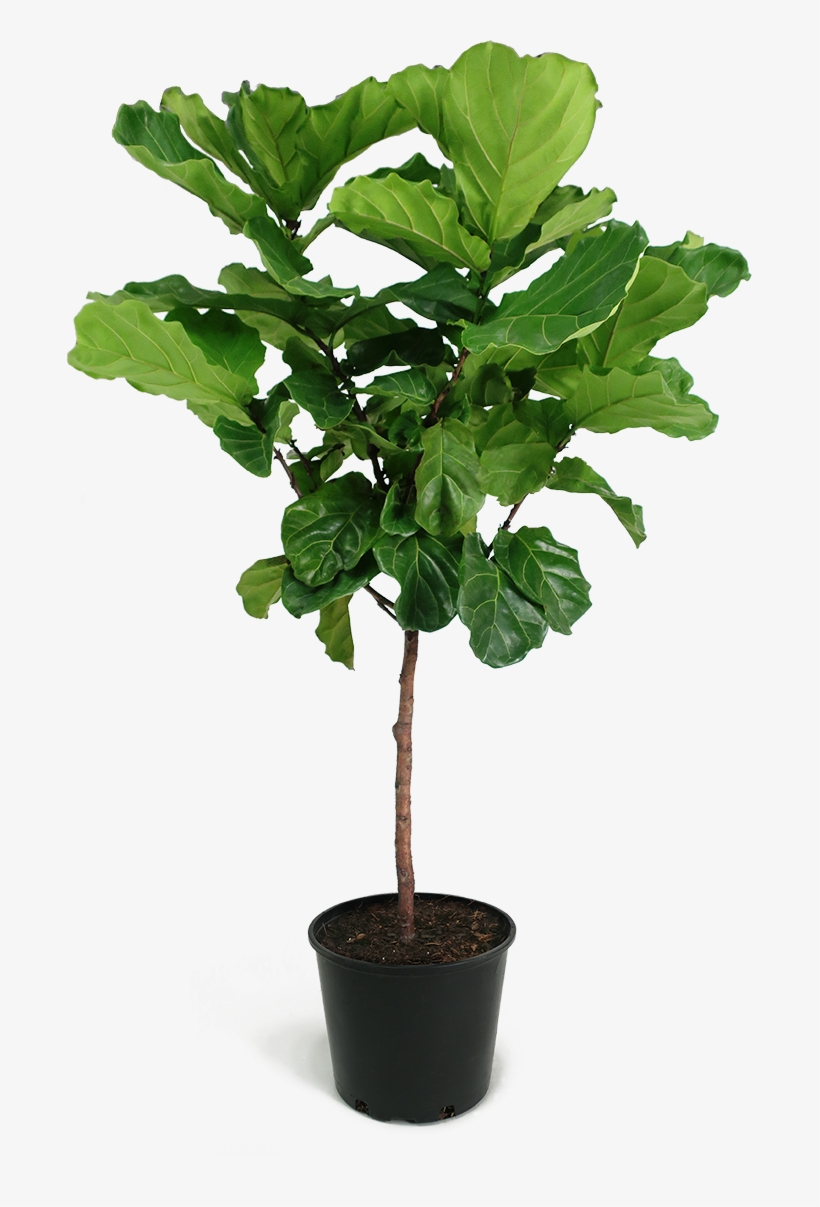 Ficus Lyrata Large Standard Ficus Lyrata Png Free Transparent PNG