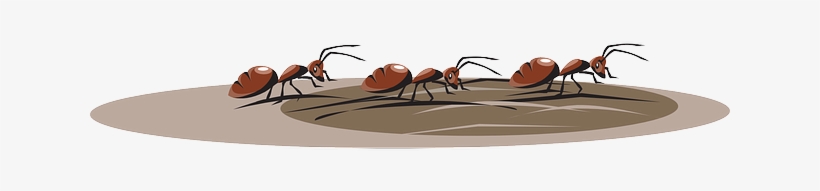 Cartoon, Walking, Insects, Travel, Dirt, Ants - Pharaoh Ant, transparent png #889996