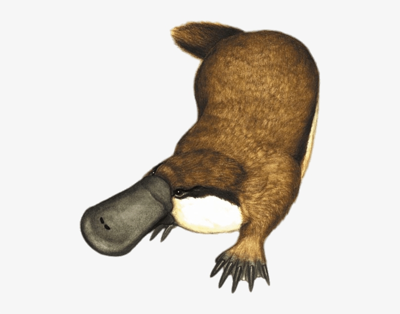 Animals - Obdurodon Dicksoni, transparent png #8801237