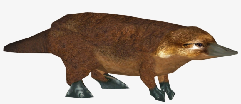 Platypus, transparent png #8802096