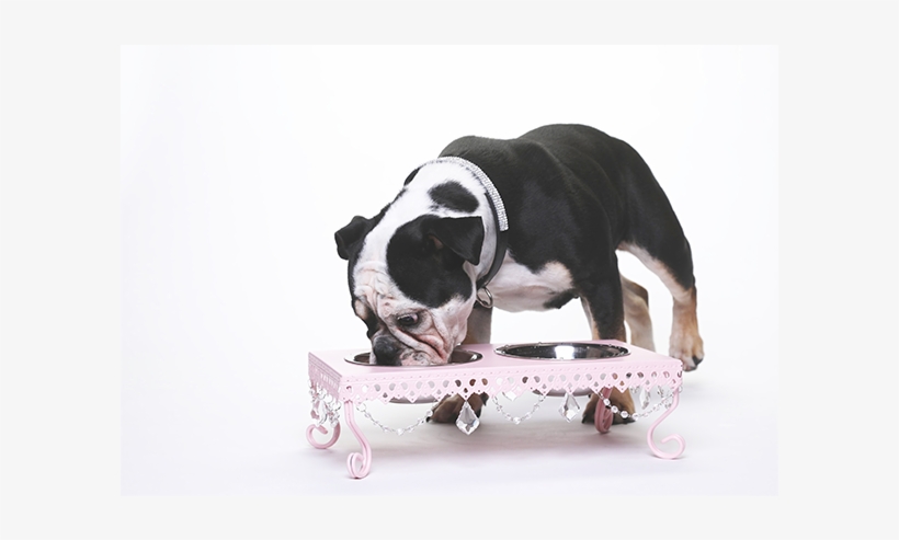 Shop Square Thumbnail Opulent Pet Bowl -1, transparent png #8802594