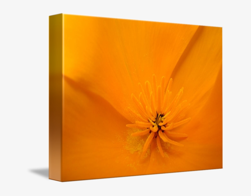 Macro Poppy Flower Floral Art Print By - Poppy Family, transparent png #8802791