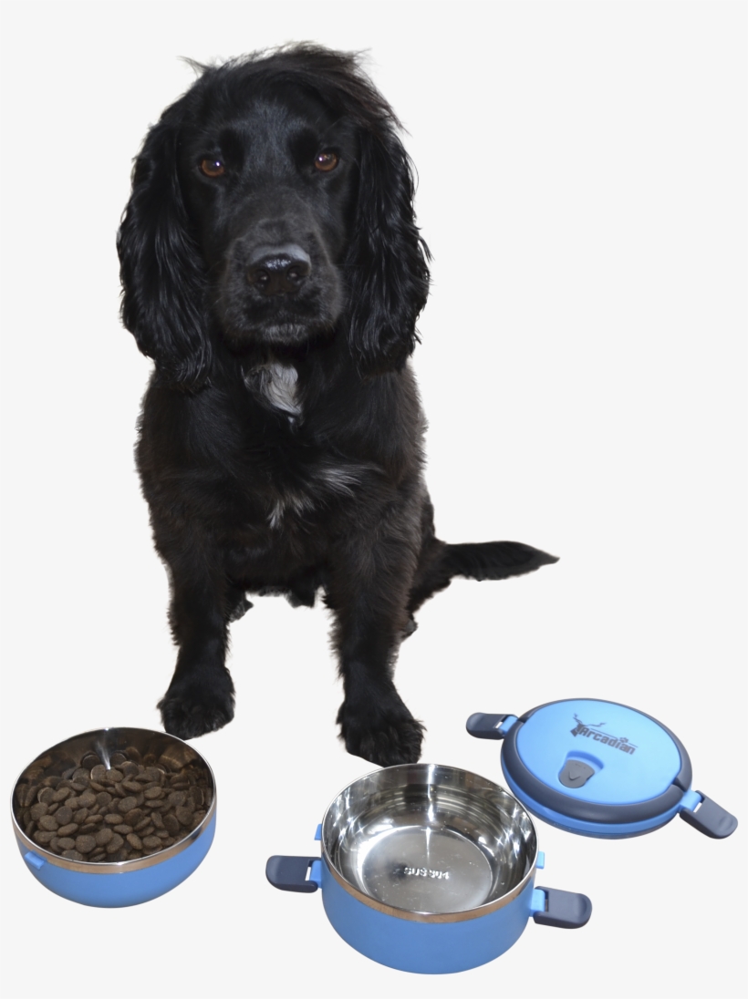 Cocker Spaniel, transparent png #8802834