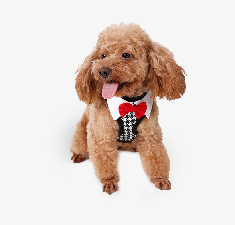Fancy Boy Dog Harness - Accesorios Perros Pequeños, transparent png #8803876