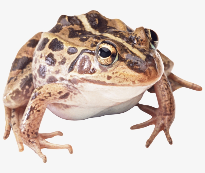 Frog - Wood Frog Transparent Background, transparent png #8804047