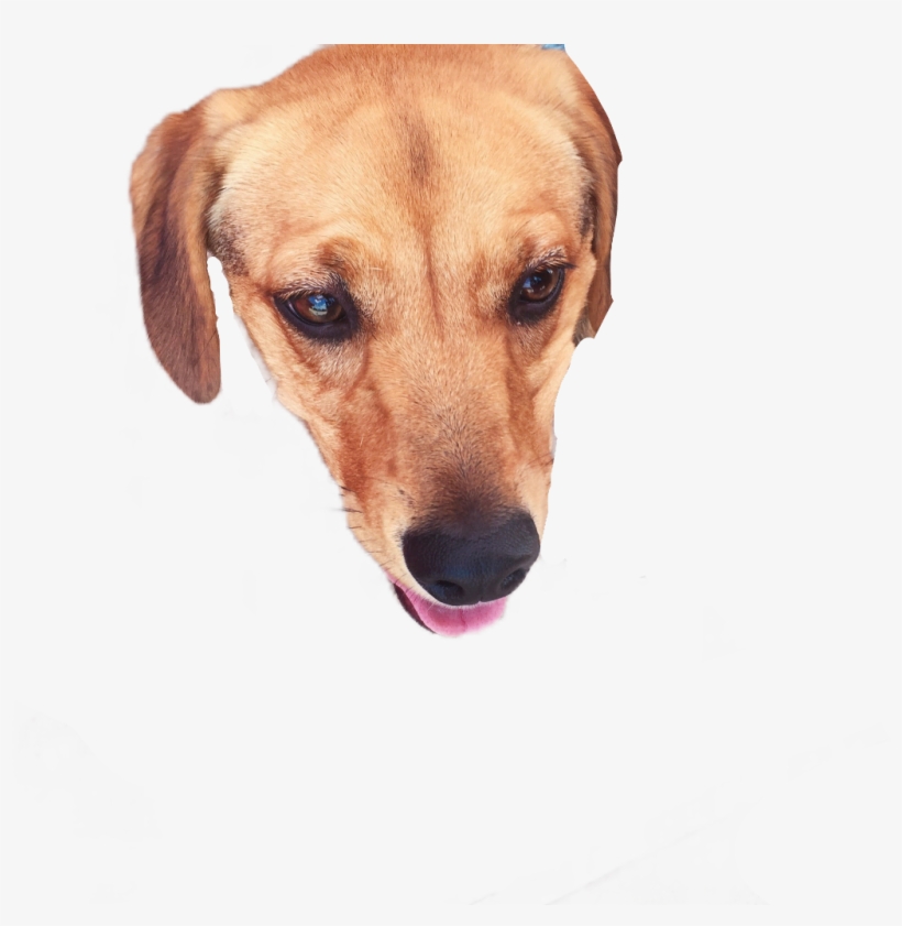 Dog Sticker - Companion Dog, transparent png #8804571