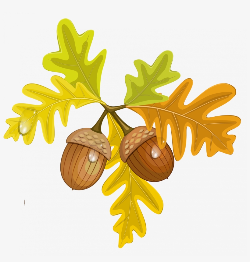 Maple Leaf Clipart Acorn - Leaves And Acorns Clipart, transparent png #8807153