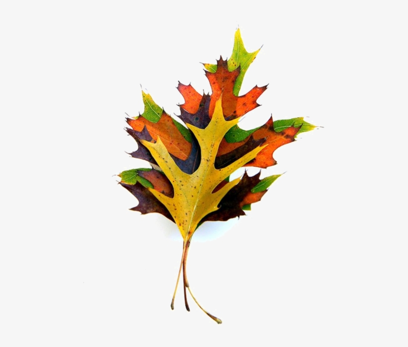 Cd Art, Oak Leaves, Short Stack, Flora, Decorative - Maple Leaf, transparent png #8807306