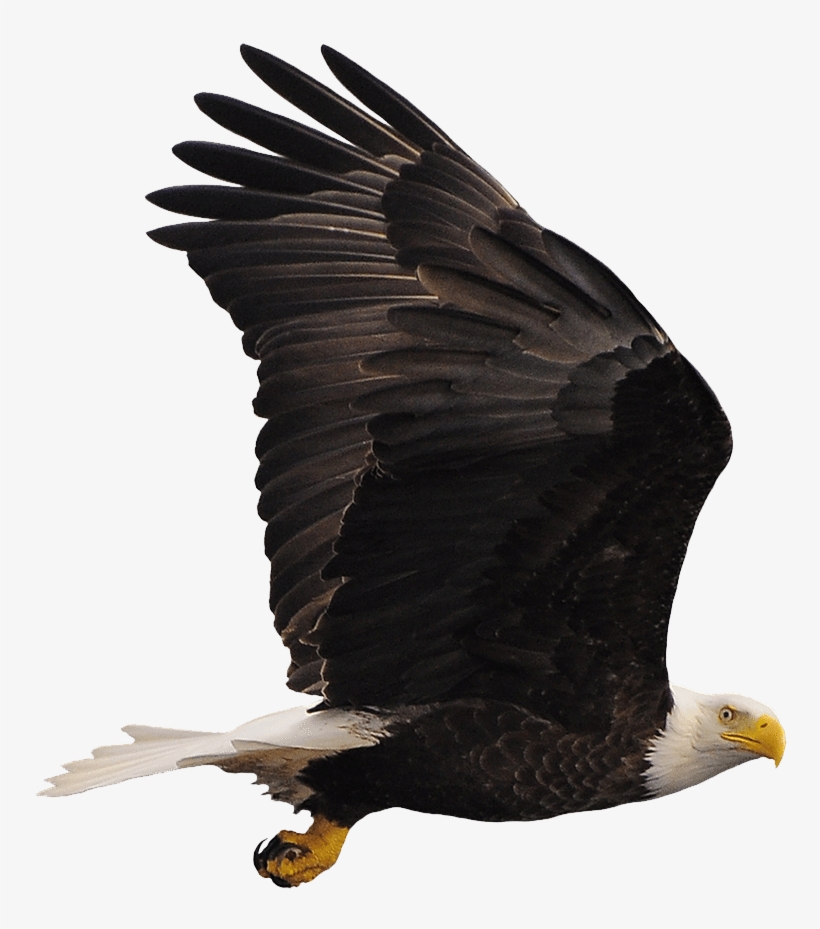 Bald Eagle, transparent png #8807401
