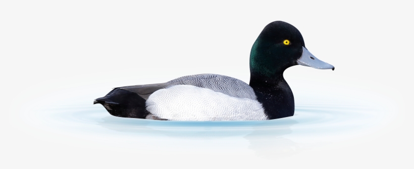 A Scaup Duck Isolated From Background Sitting On Water - Greater Scaup, transparent png #8807950