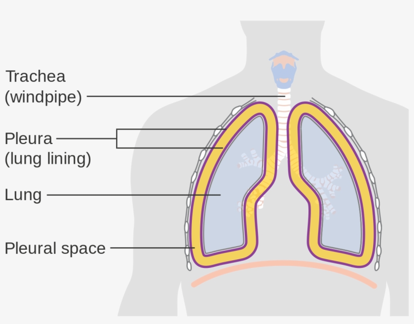 Diagram Showing The Lining Of The Lungs Cruk - Lining Of Lungs, transparent png #8813247