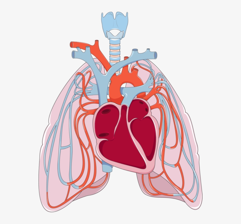 Png Transparent Library Heart And Lungs Clipart - Lung Clip Art Transparent, transparent png #8813272