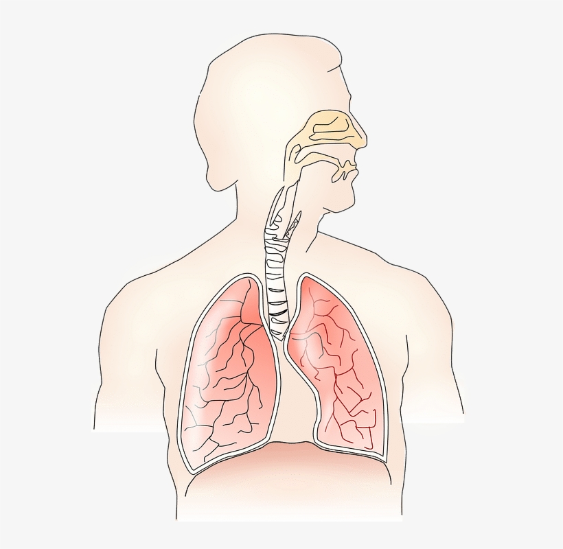 Smoking Weed With Asthma - Respiratory System Without Parts, transparent png #8813571