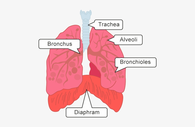 Once The Air Passes Into The Lungs Through The Initial - Air Travels To The Alveoli, transparent png #8813804