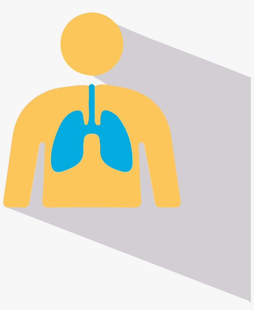 Lungs-01, transparent png #8814125