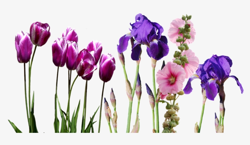 Iris, Tulips, Flowers, Nature - Wedding Invitation, transparent png #8815199