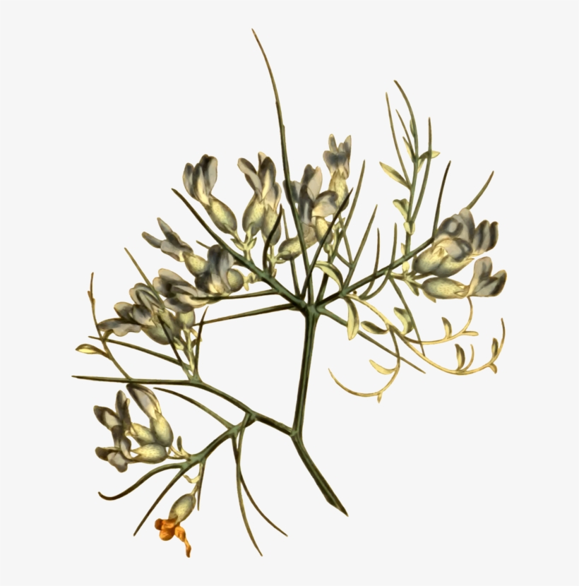 Floral Design Twig Cut Flowers, transparent png #8815894