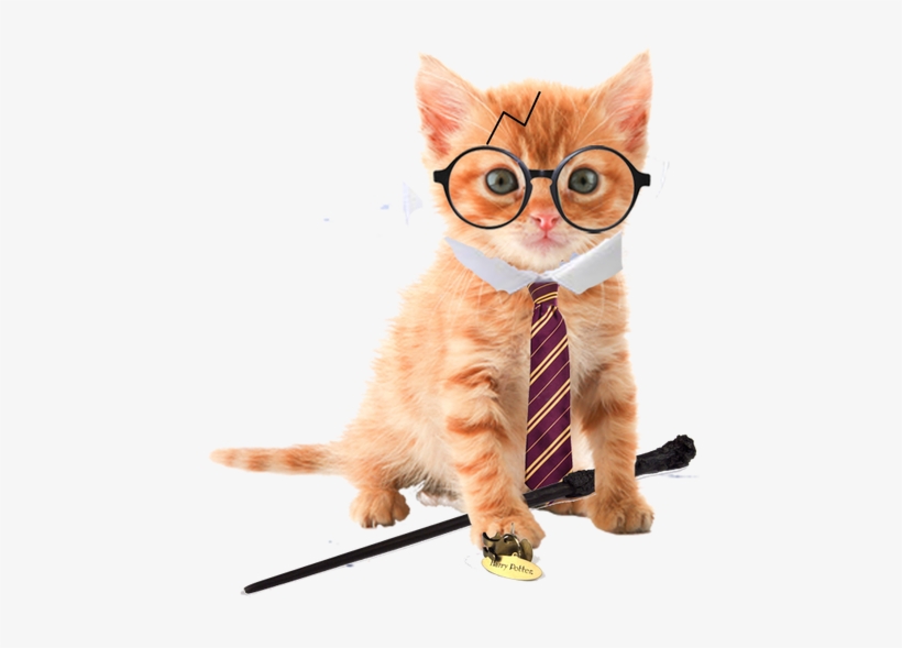 Orange Tabby Kitten No Background, transparent png #8817362