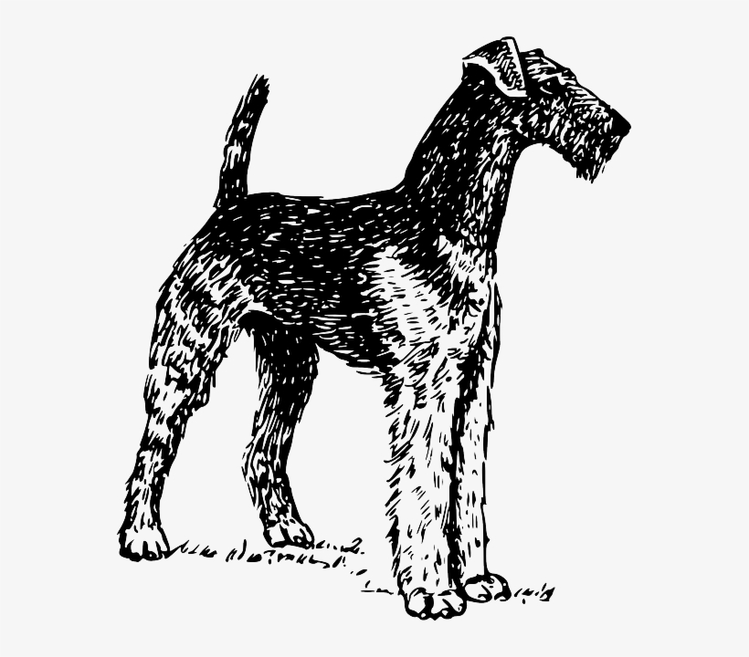 stripping airedale terrier