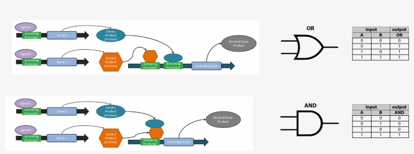 Logic Gates Such As Or And And (bottom) Can Be Encoded - Diagram, transparent png #8817922