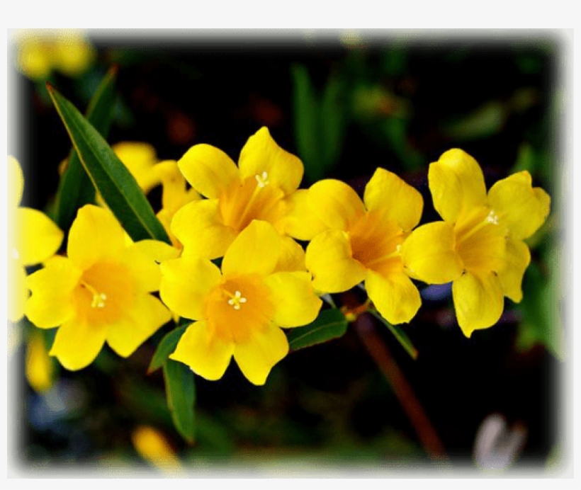 Free Png Download Herbs And Influenza - Carolina Jasmine, transparent png #8818053