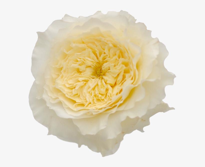 David Austin Garden Rose Patience - Patience Garden Roses, transparent png #8818227