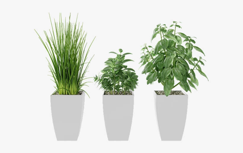 Basil, Mint, Garlic Grass - Houseplant, transparent png #8818513