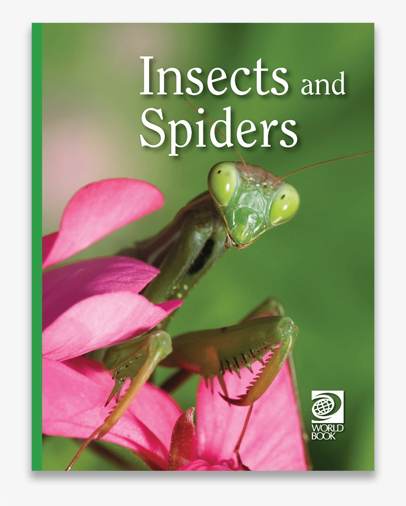 Mantidae, transparent png #8818587