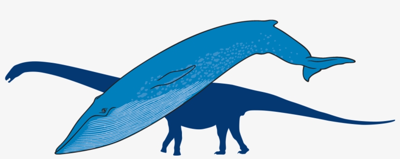 Blue Whale With Outline Of Titanosaur In Background - Whale, transparent png #8819115