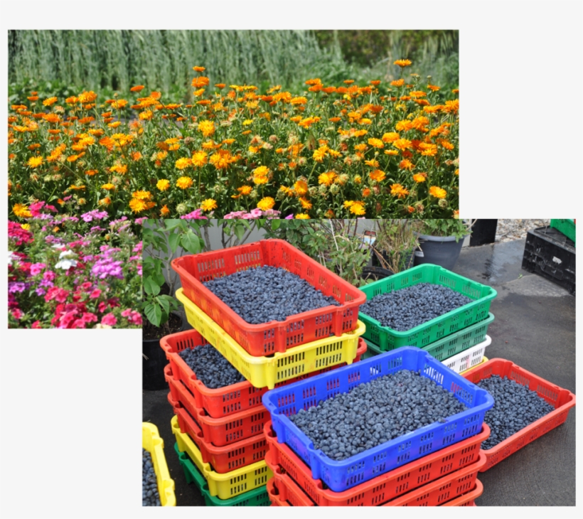 Ingredientscollage - Garden, transparent png #8819252