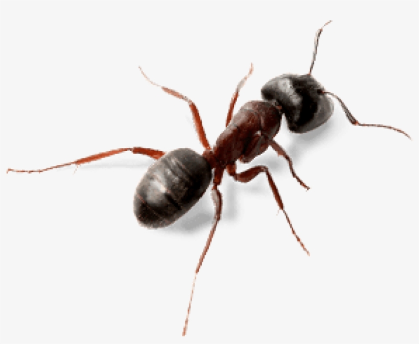 Free Png Download Ant Top View Png Images Background - Carpenter Ants Texas, transparent png #8819289