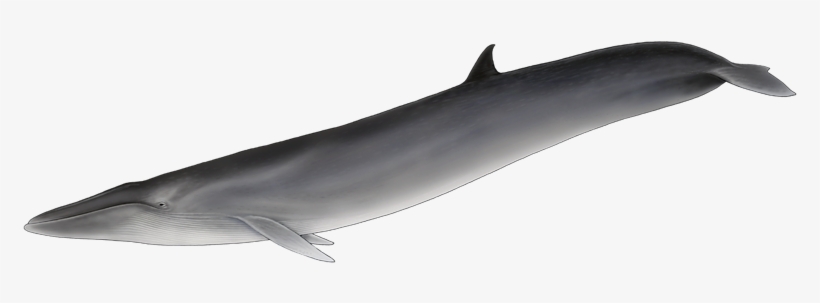 It Is Strikingly Similar To The Sei Whale, But Unlike - Baleia De Barbatana Dorsal, transparent png #8819474