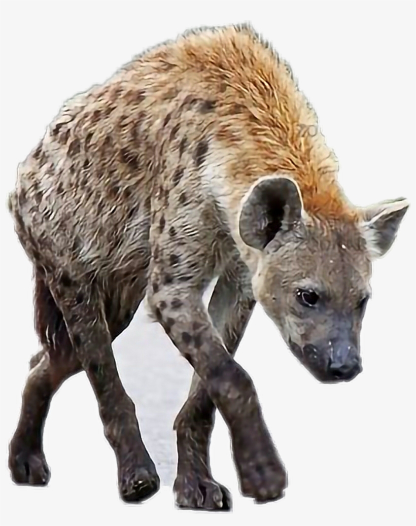 Report Abuse - Spotted Hyena, transparent png #8822054