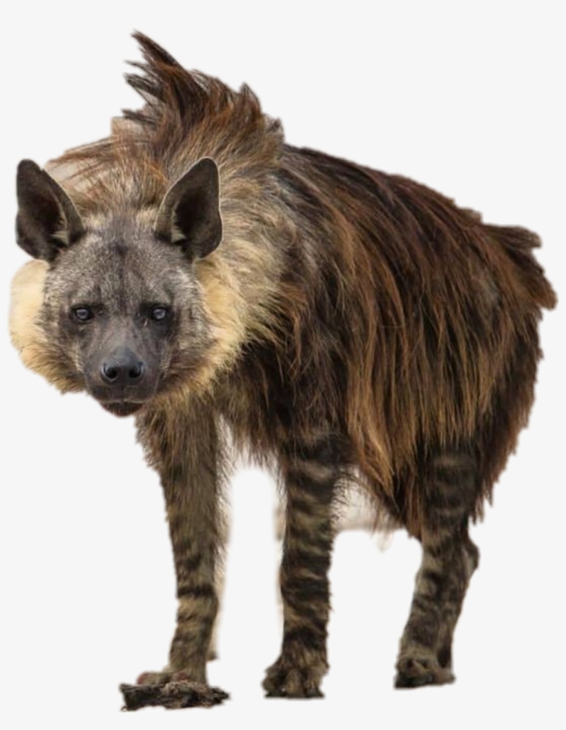 Report Abuse - Brown Hyena, transparent png #8822159